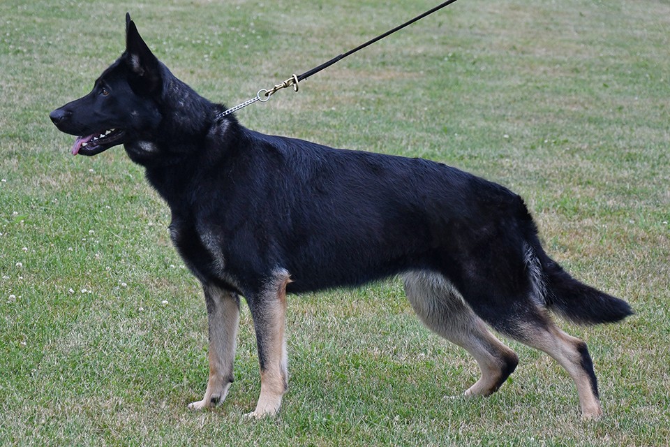 Cher Car Kennels German Shepherd Dog "Hooligan"