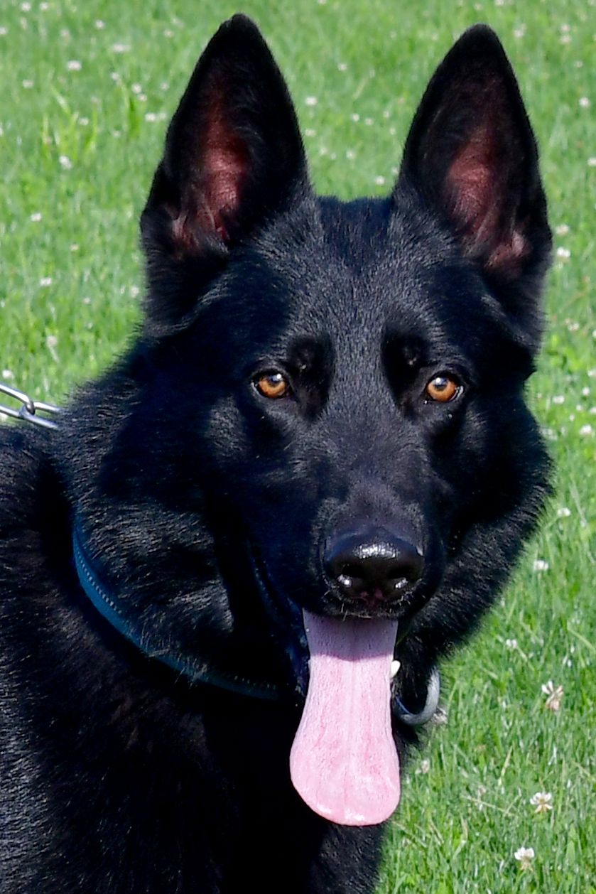 German Shepherd male "Kayser" at Cher Car Kennels