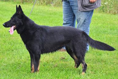 GSD Female Nyx