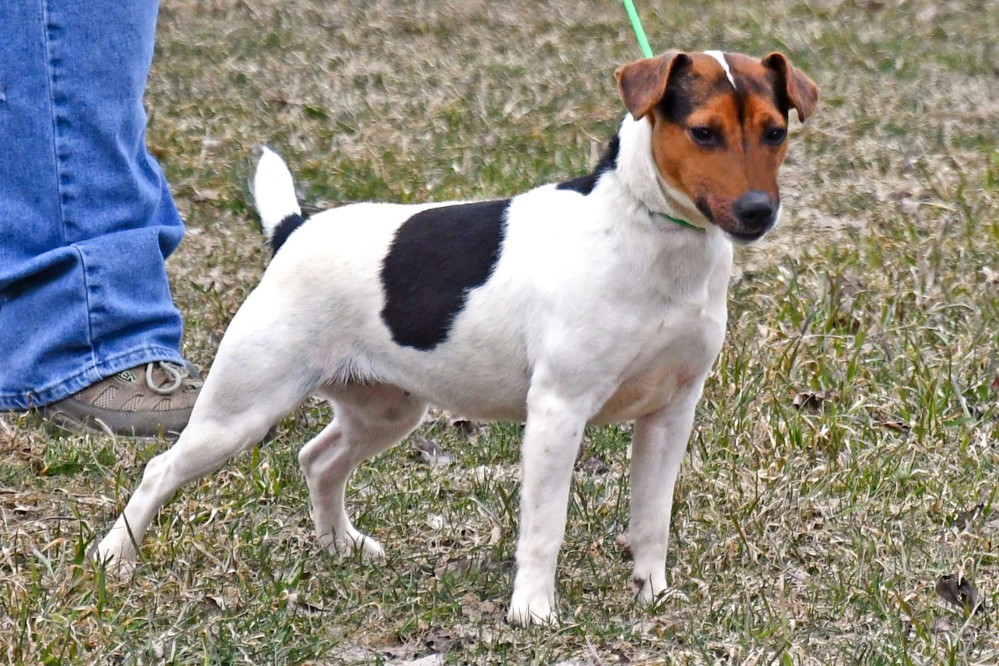 Parson Russell terrier female Riley