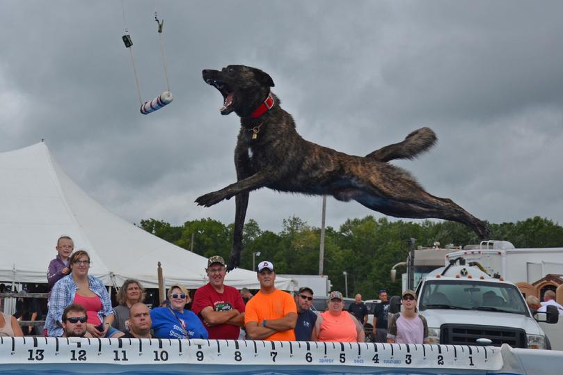 Dutch Shepherd Django in FETCH-IT competition