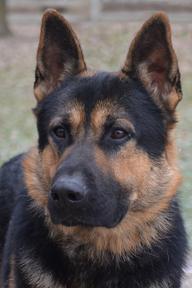 GSD Veto headshot