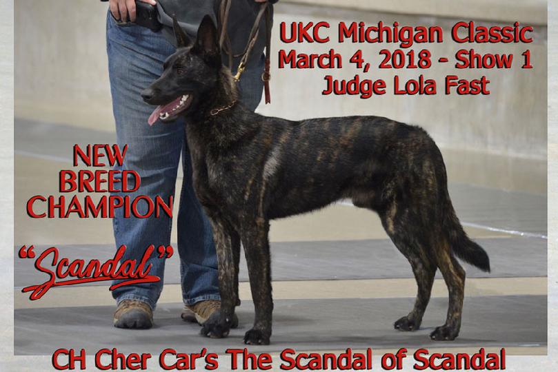 Dutch Shepherd Scandal Champion title