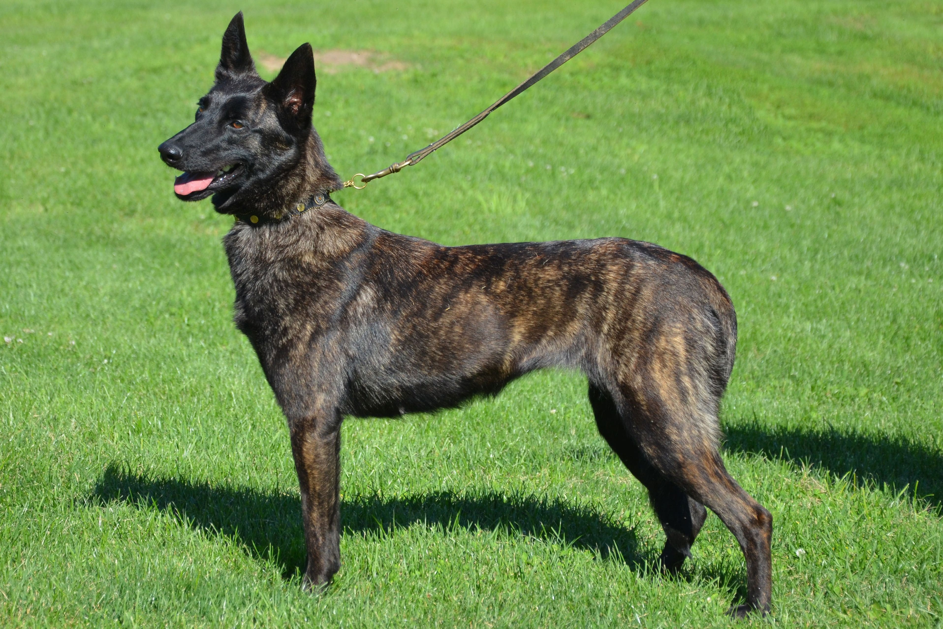 Champion Dutch Shepherd male Journey