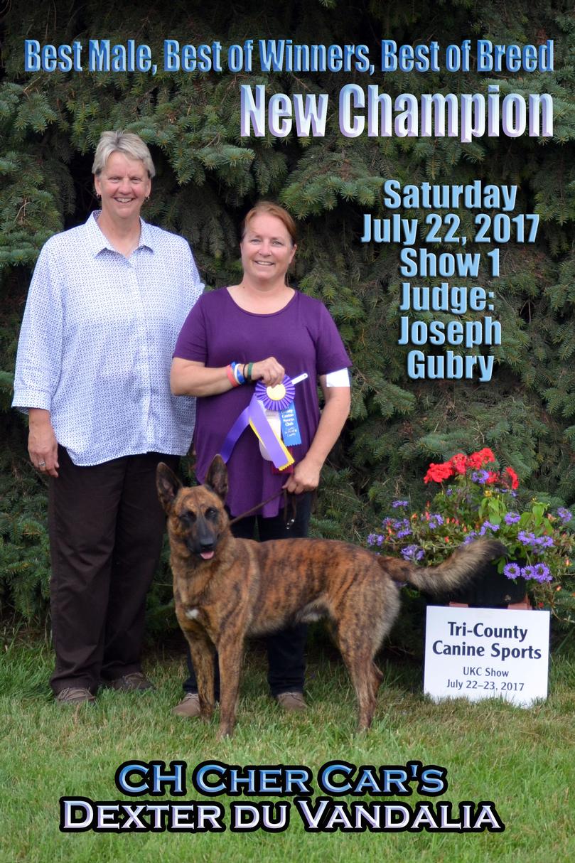 Champion Dutch Shepherd male Dexter