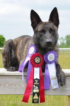 Dutch Shepherd Django Total Dog