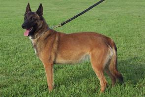 Female Belgian Malinois at Cher Car Kennels