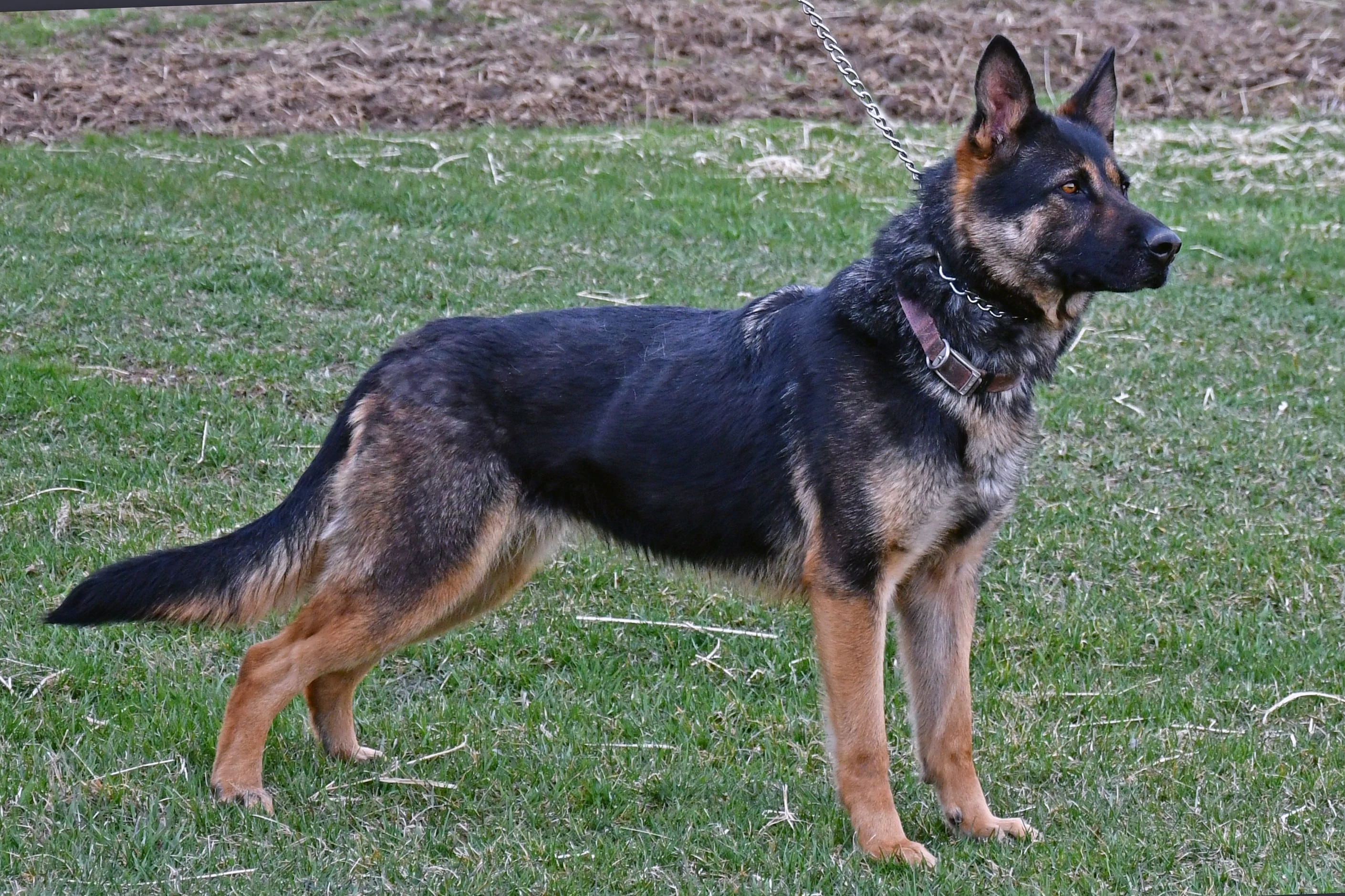 Cher Car Kennels German Shepherd Dog "Stormi"