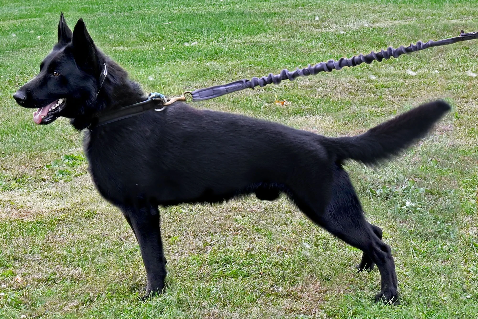 Cher Car Kennels German Shepherd Dog "Rebus"