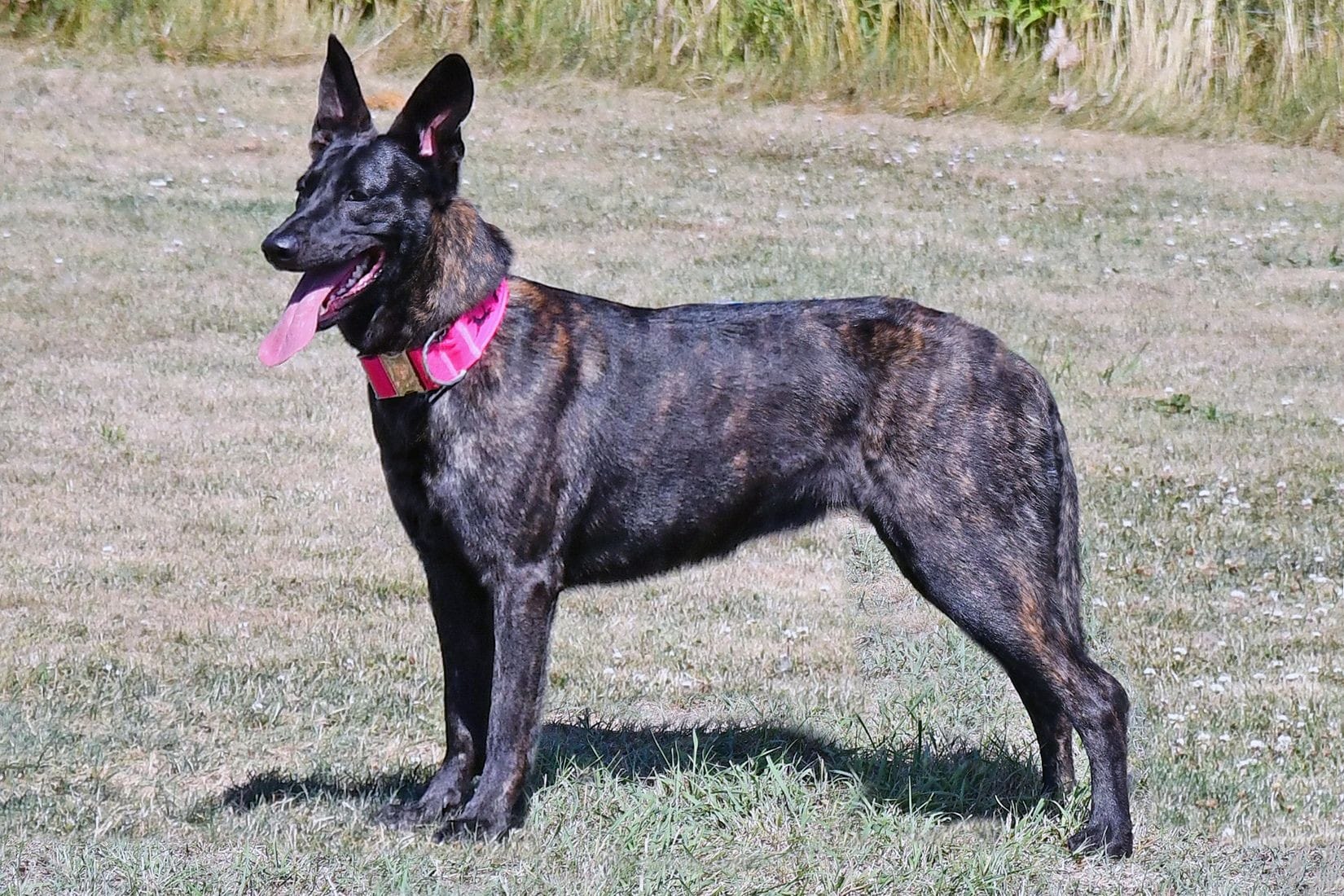 Dutch Shepherd Anouk at Cher Car Kennels