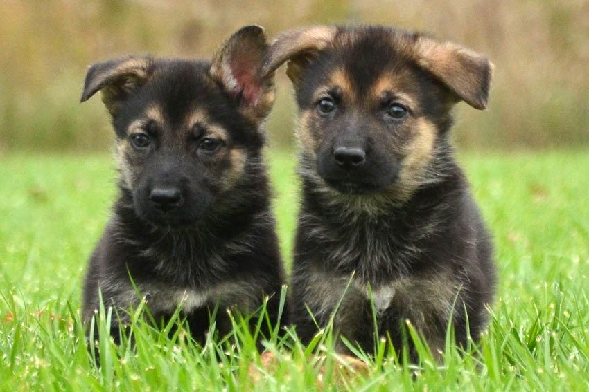 Belgian malinois puppy