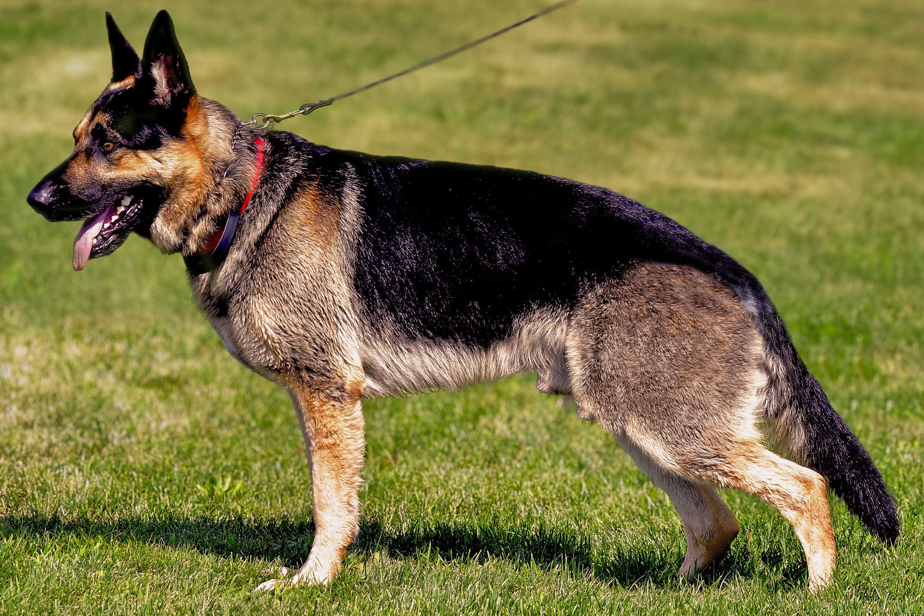 German Shepherd Huck at Cher Car Kennels