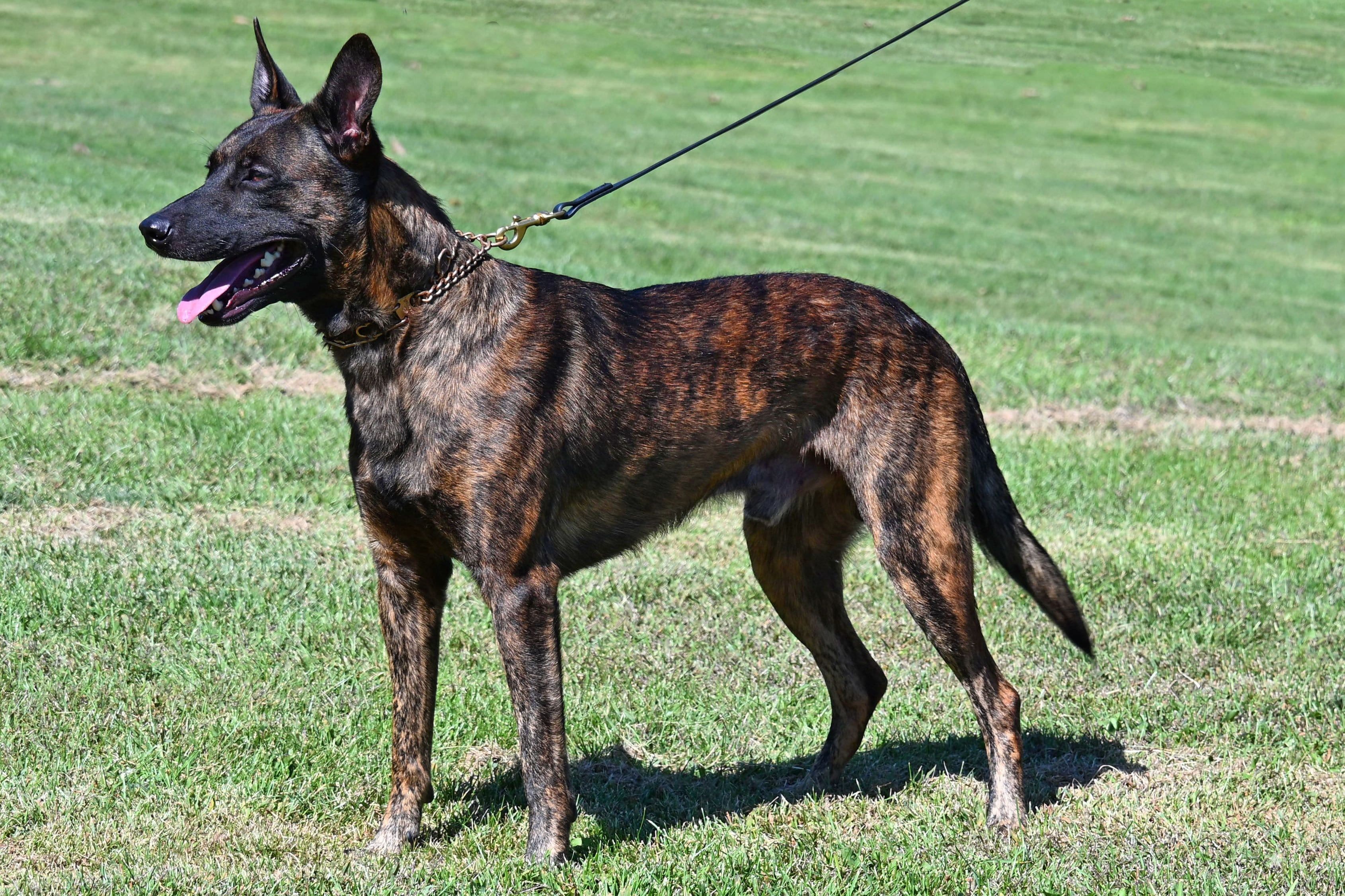 Dutch Shepherd Versace at Cher Car Kennels