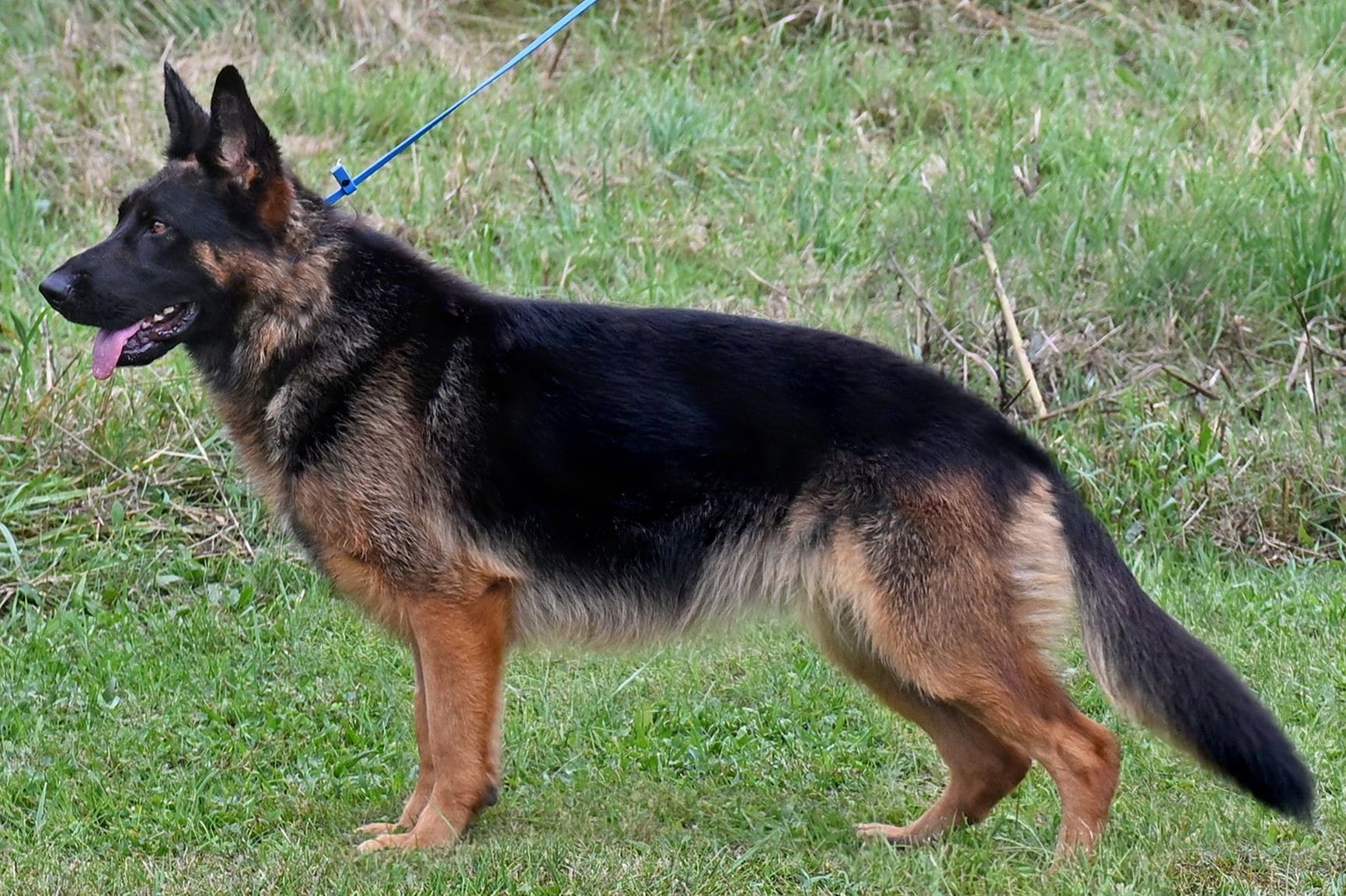 Cher Car Kennels German Shepherd female "Vaughan"