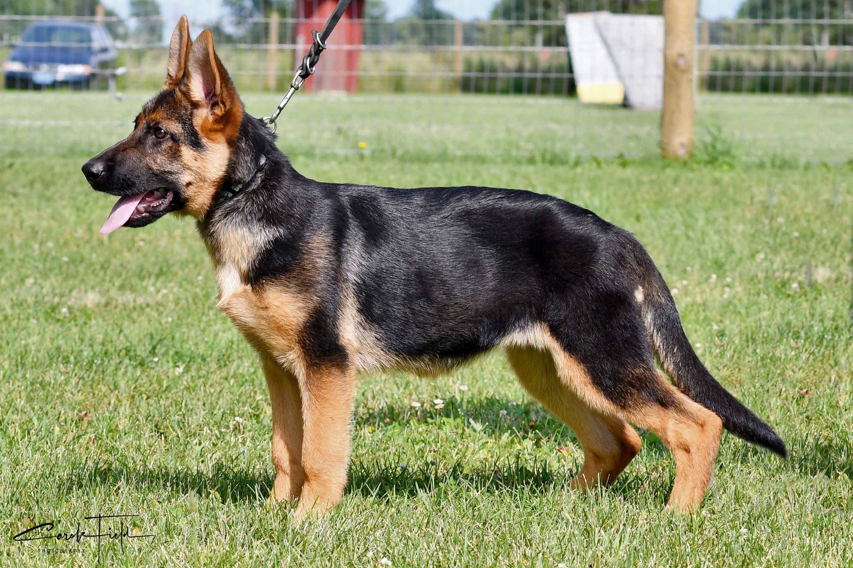 Male belgian malinois puppy