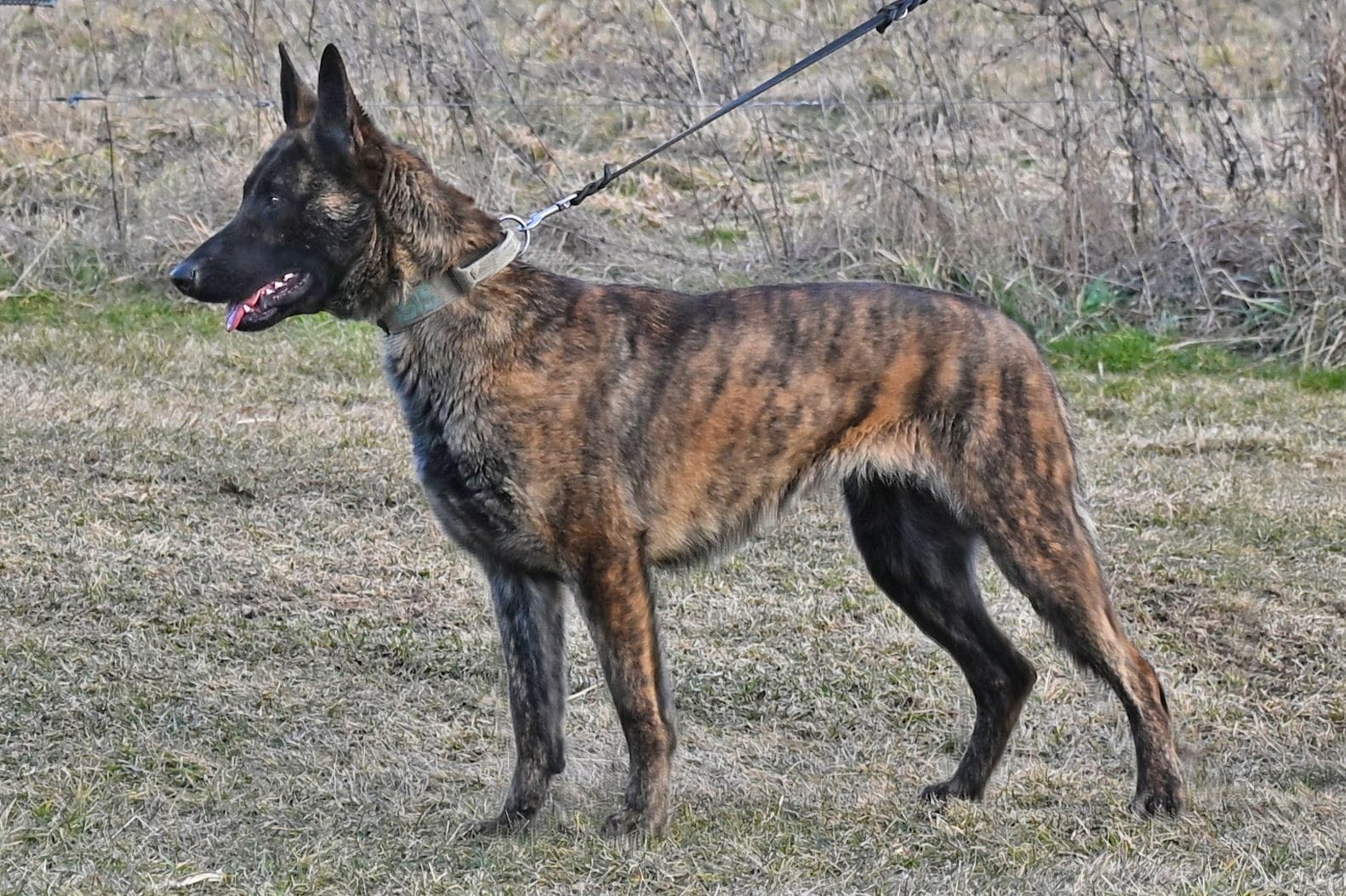 Cher Car Kennels Dutch Shepherd female "Isis"