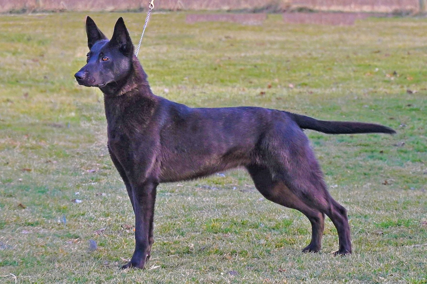 Cher Car Kennels Dutch Shepherd female "Javelin"