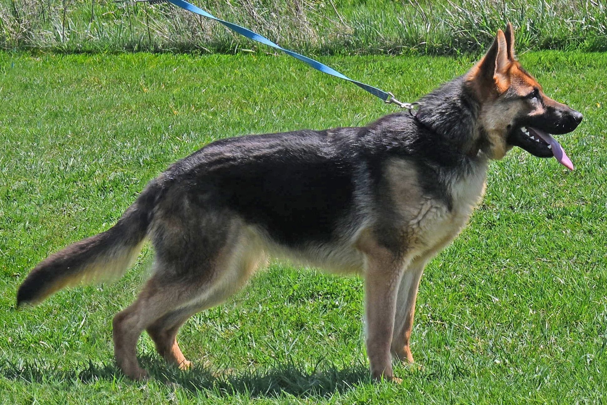 Cher Car Kennels German Shepherd female "Keno"