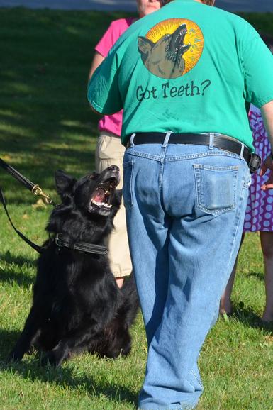 Belgian Shepherd protecting