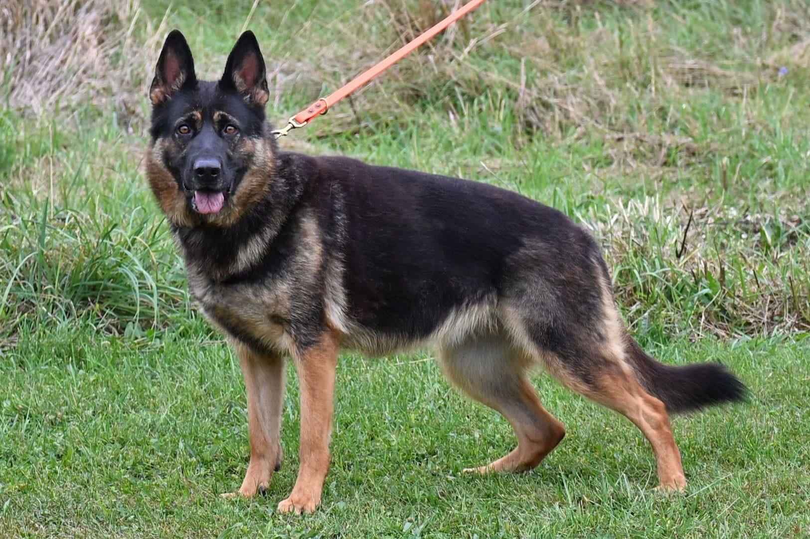 Cher Car Kennels German Shepherd female "Tempo"