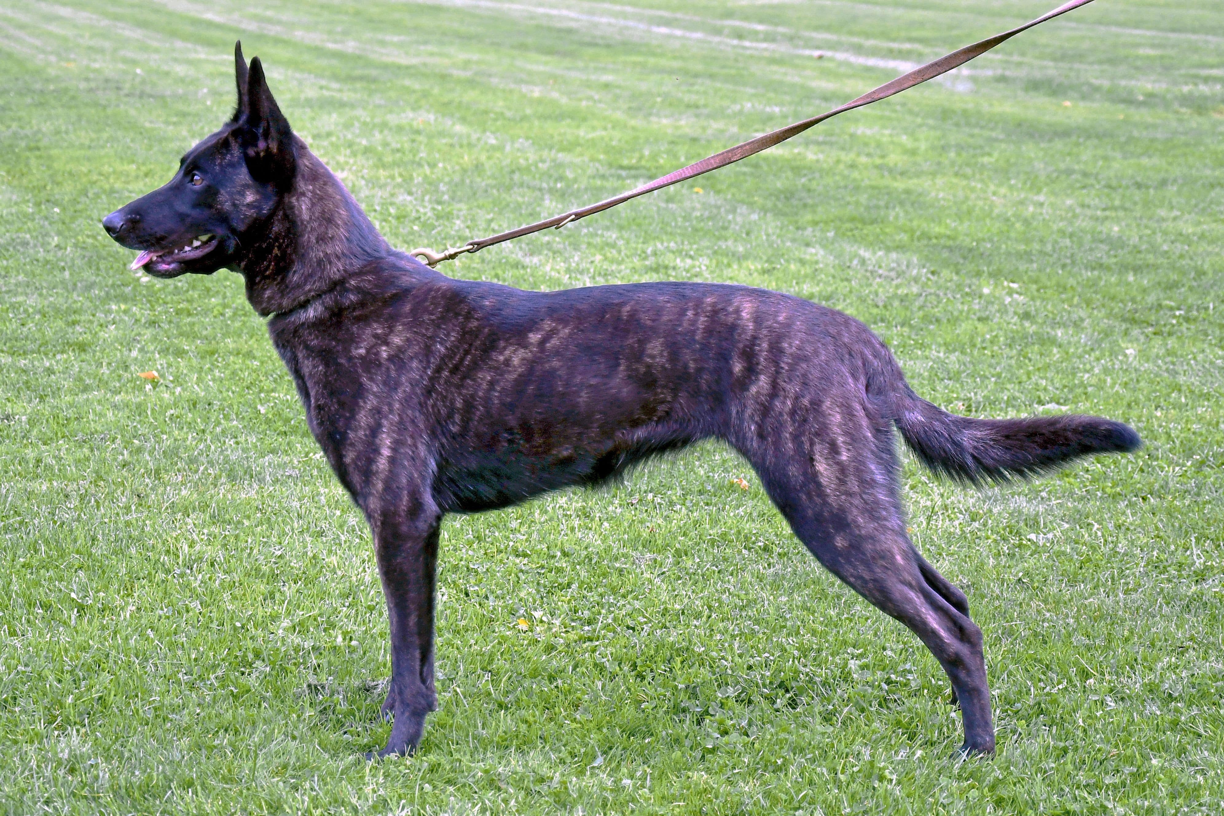 Dutch Shepherd Clip at Cher Car Kennels