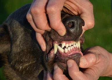 Wry mouth instead of correct scissor bite.