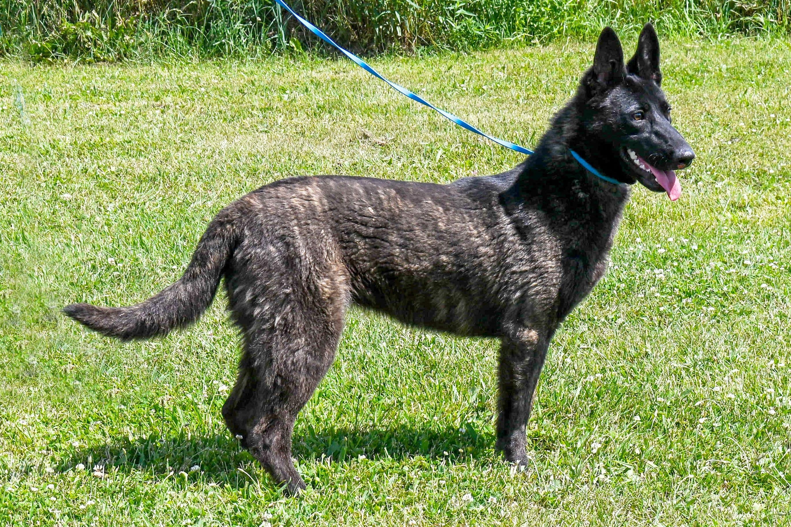 Cher Car Kennels Dutch Shepherd female "Yahtzee"