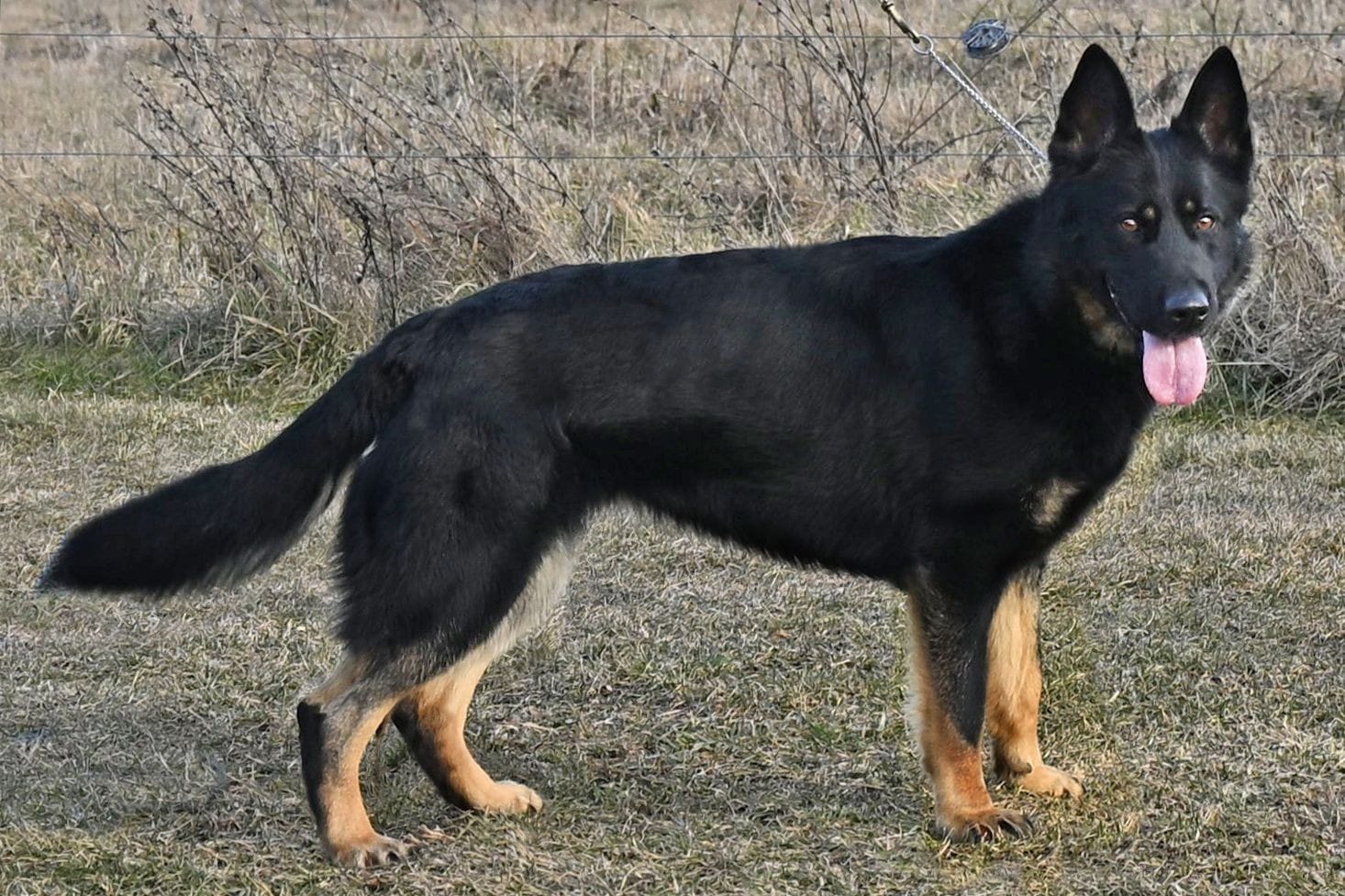 Cher Car Kennels German Shepherd female "Zilch"