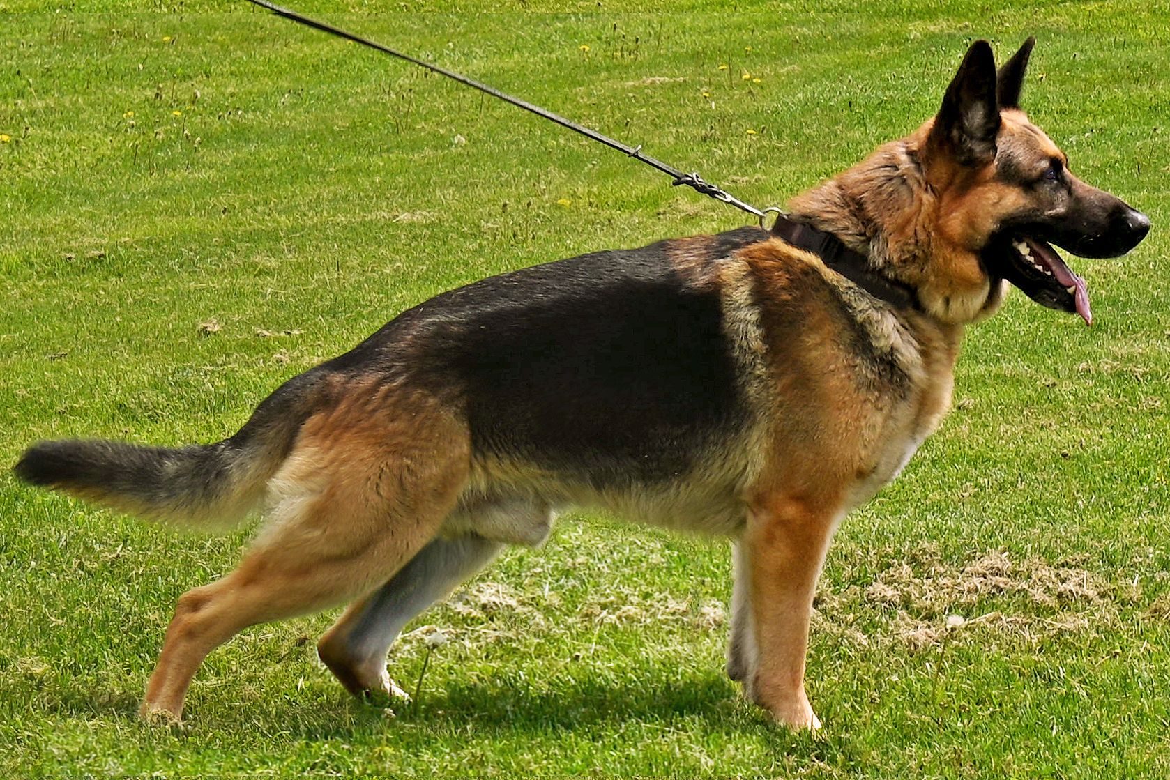 German Shepherd Johnny Vegas at Cher Car Kennels