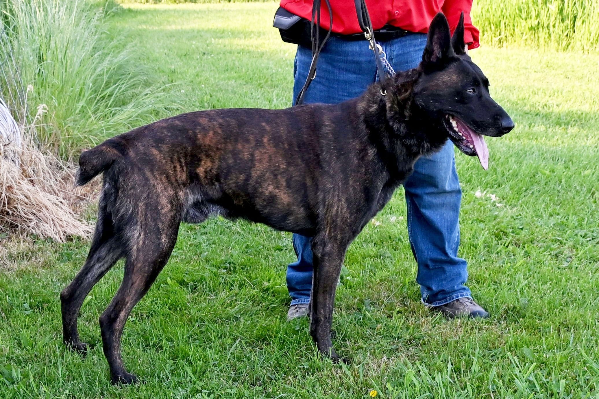 Dutch Shepherd Jordi at Cher Car Kennels