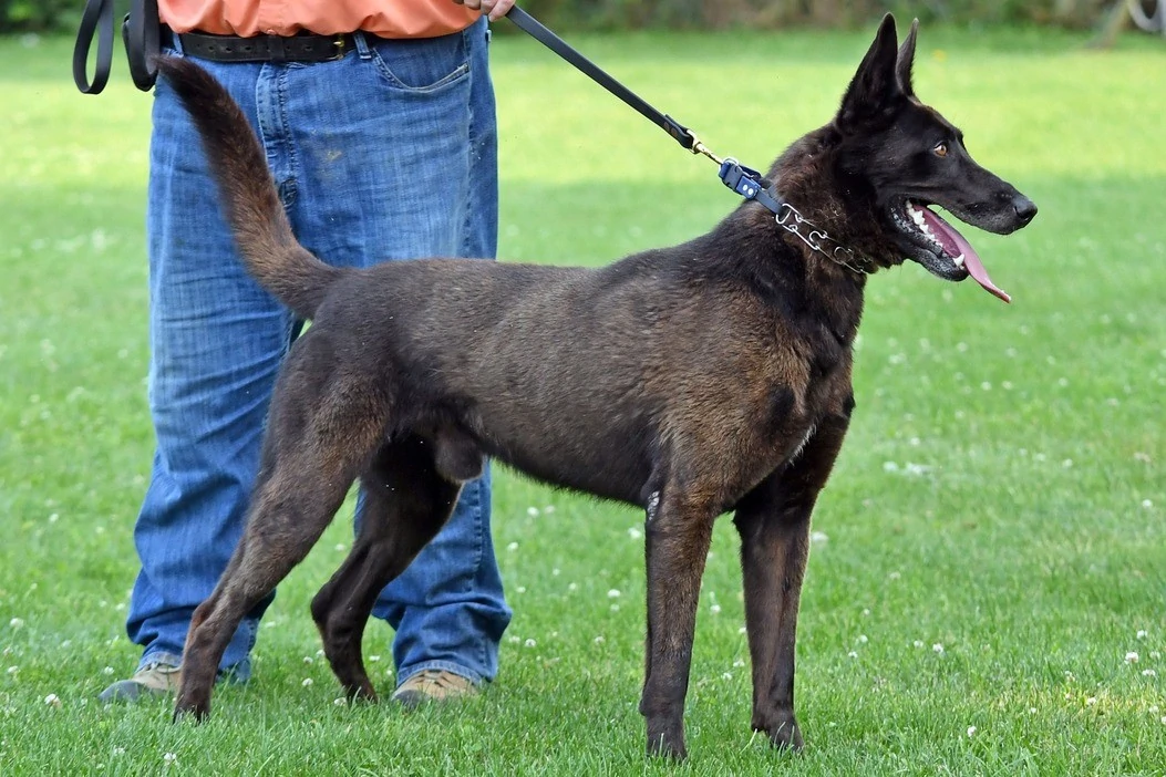 Dutch Shepherd male IVAN