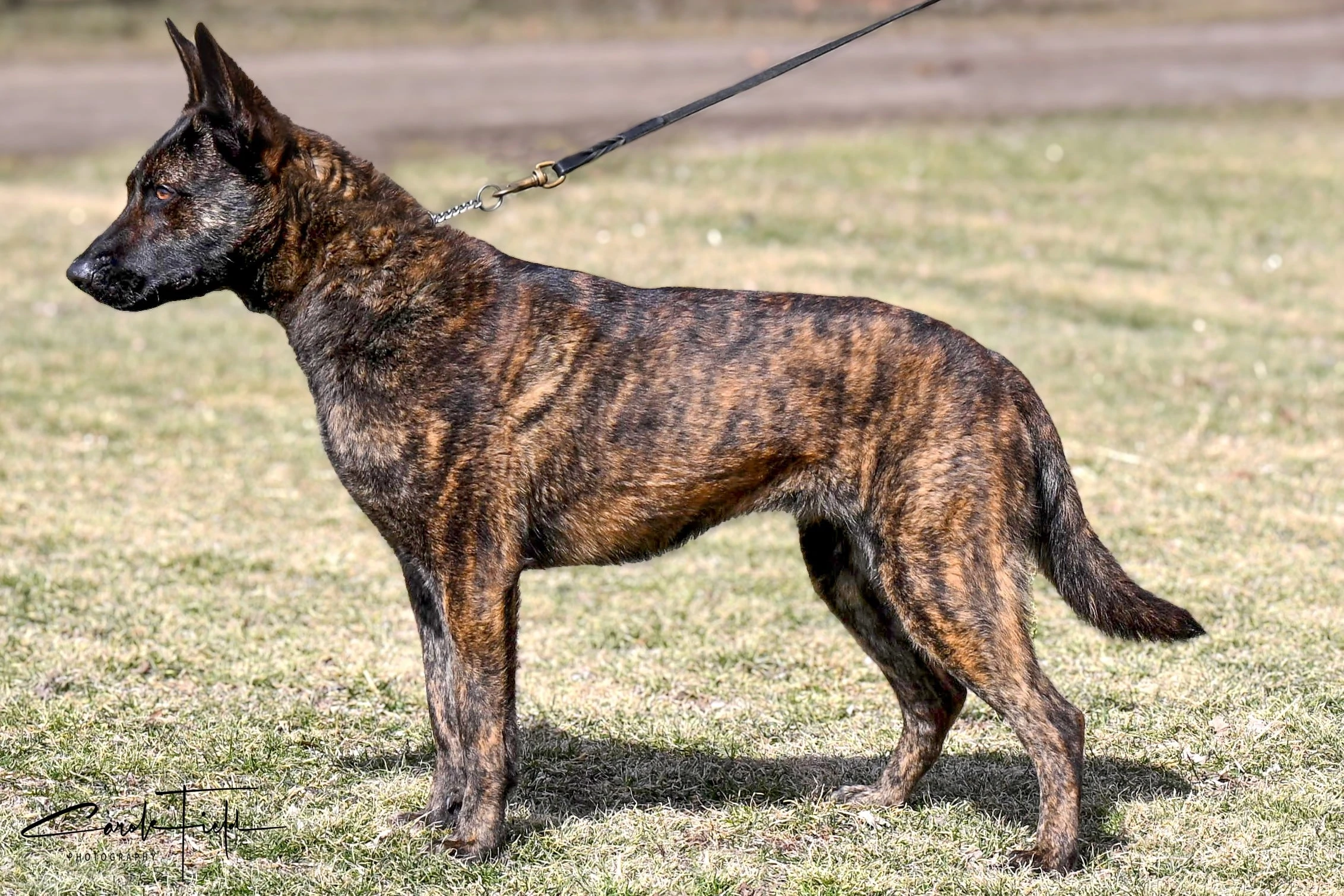 Dutch Shepherd female TESS